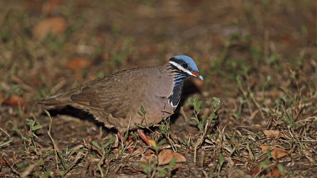 Key West Wildlife Conservation Efforts