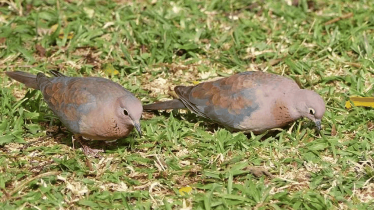 Laughing Dove