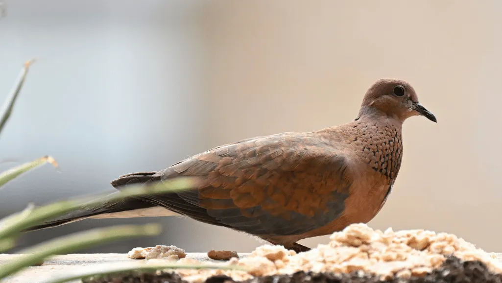 Laughing Dove courtship