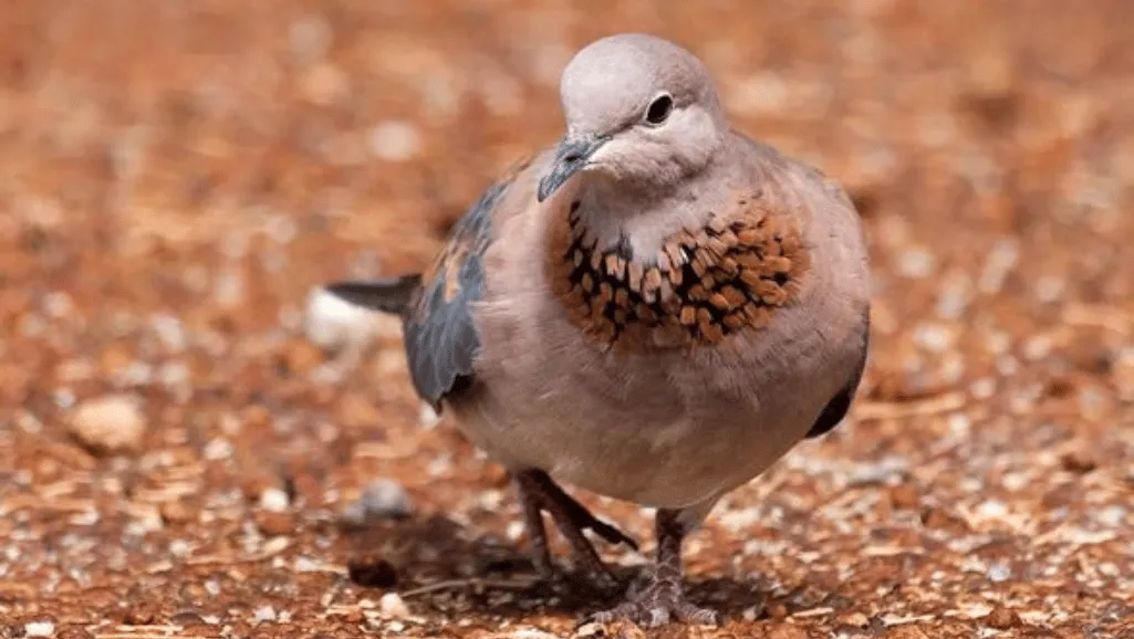 Laughing Dove diet
