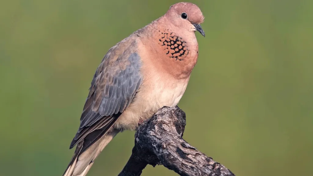 Laughing Dove habitat