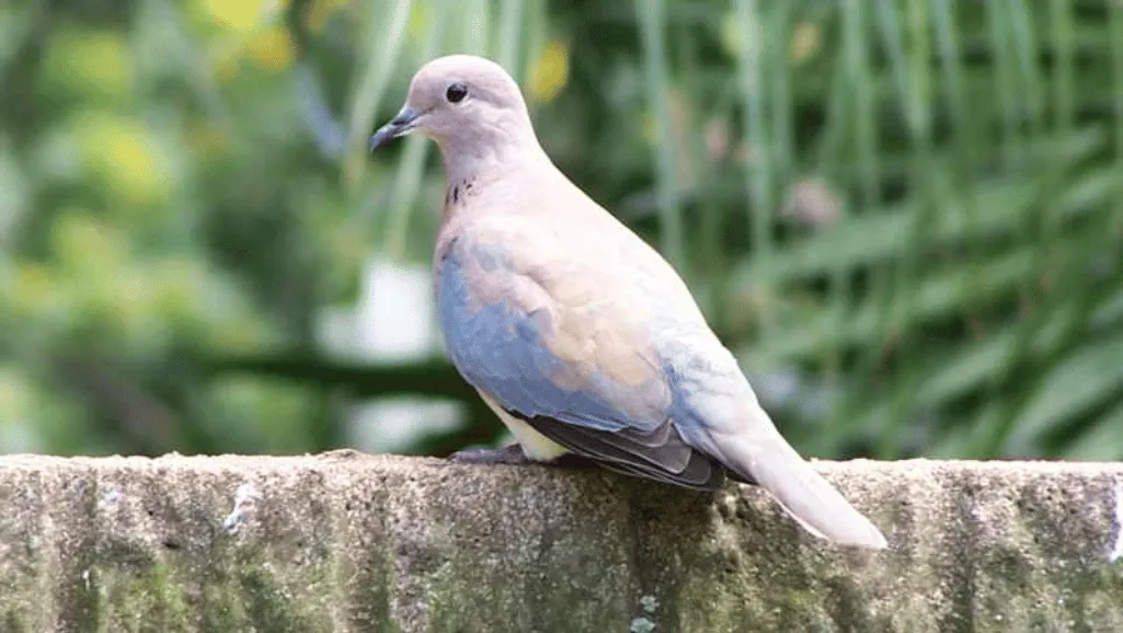 Laughing Dove symbol of peace