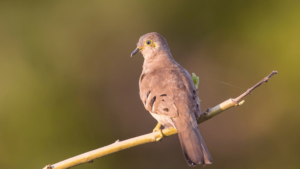 Long-tailed Ground Dove