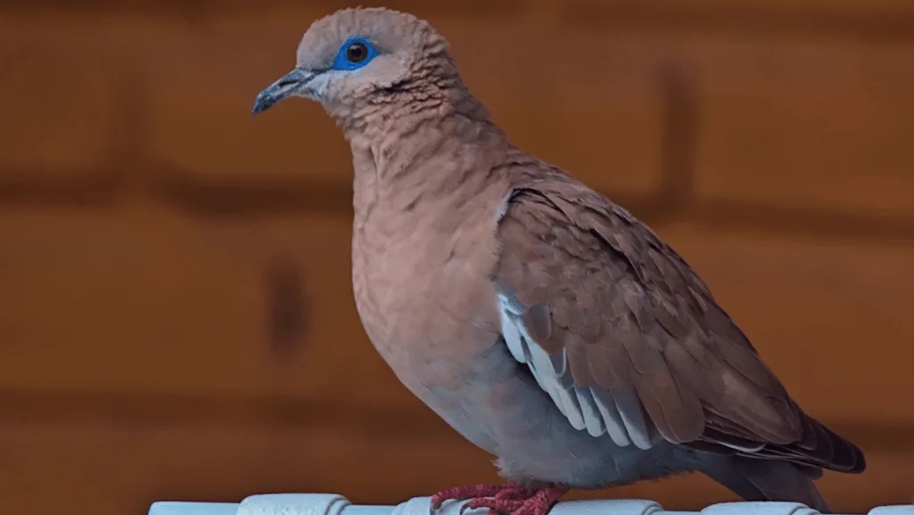 Manu Biosphere Reserve birdwatching Manu Biosphere Reserve birdwatching