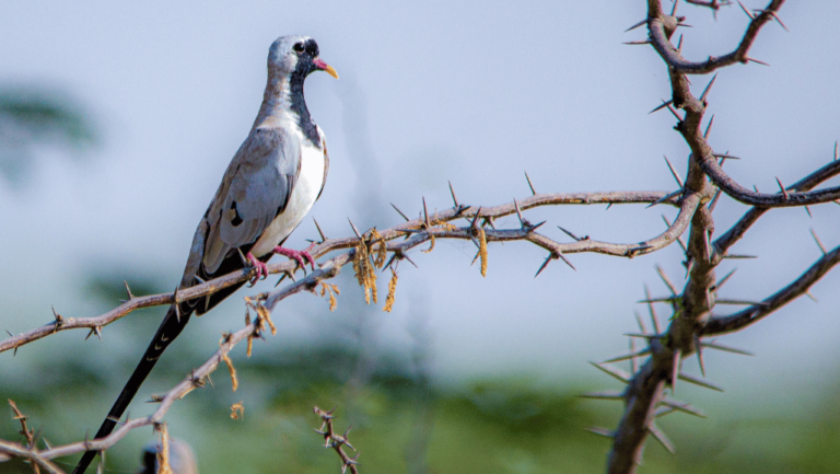 Namaqua Dove