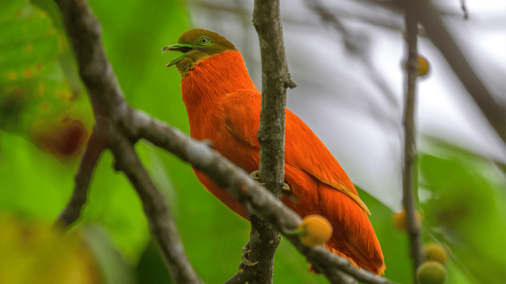 Orange Dove symbolism