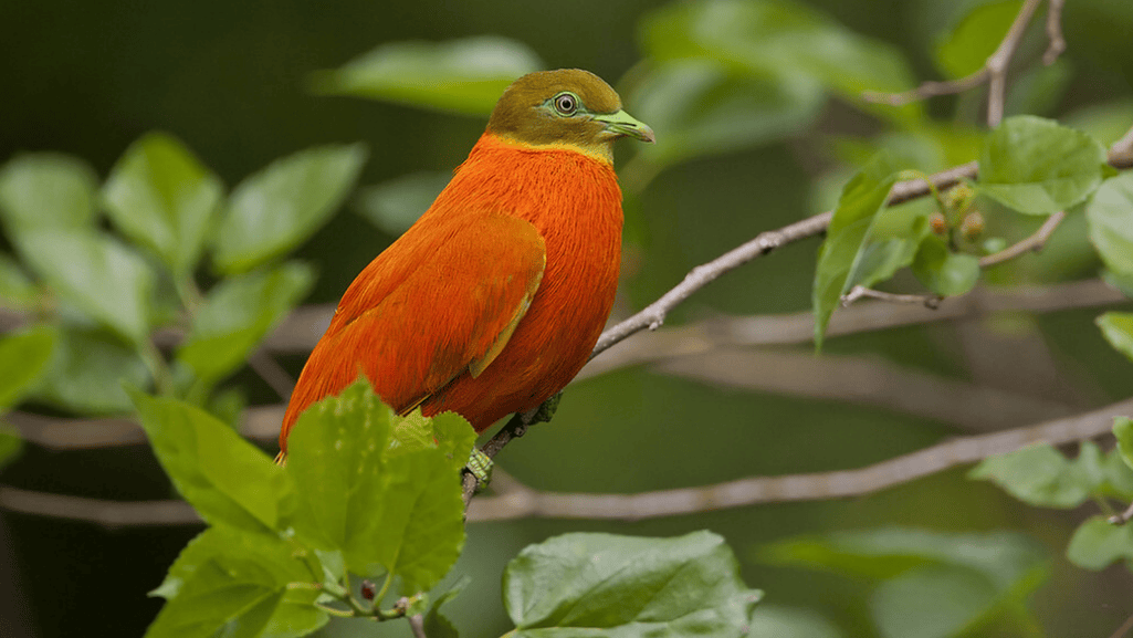 Orange Dove