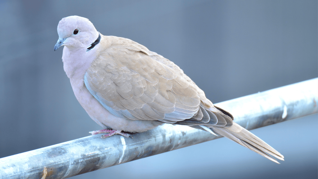 Parasitic infections in doves