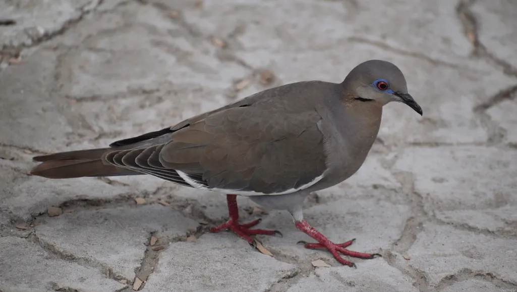 Peruvian Dove conservation efforts Peruvian Dove conservation efforts