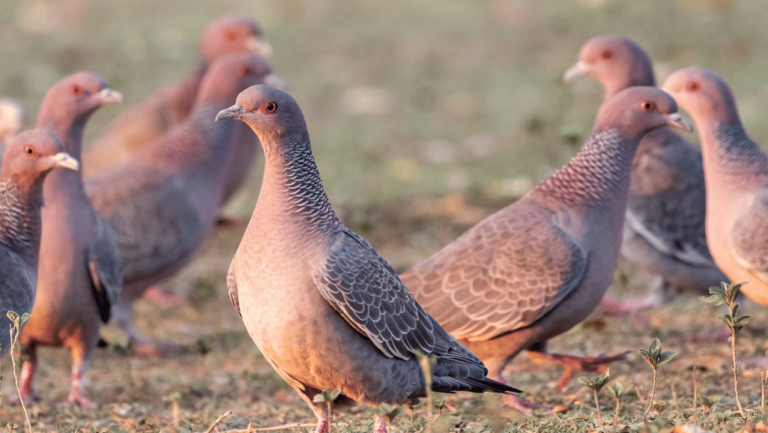 Picazuro Pigeon