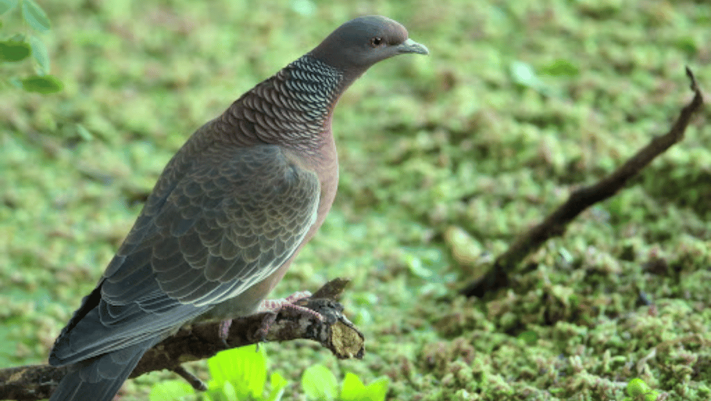 Picazuro Pigeon in Flight