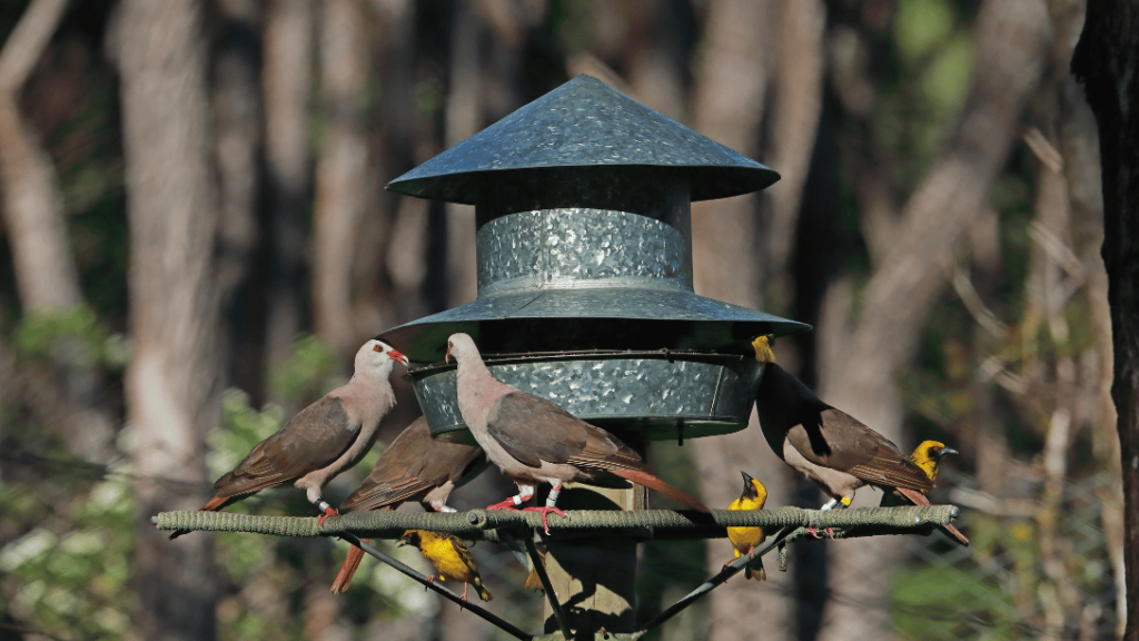 Pink Pigeon in its habitat