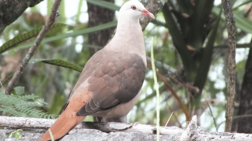 Pink Pigeon Conservation Efforts