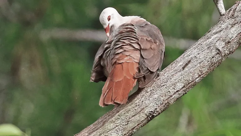 Pink Pigeon