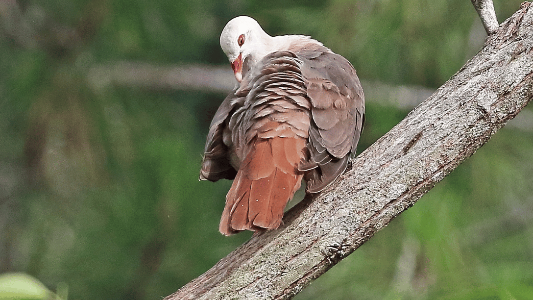 Pink Pigeon