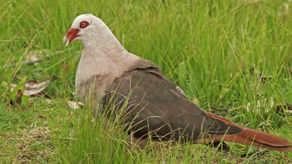 Pink Pigeon Recovery