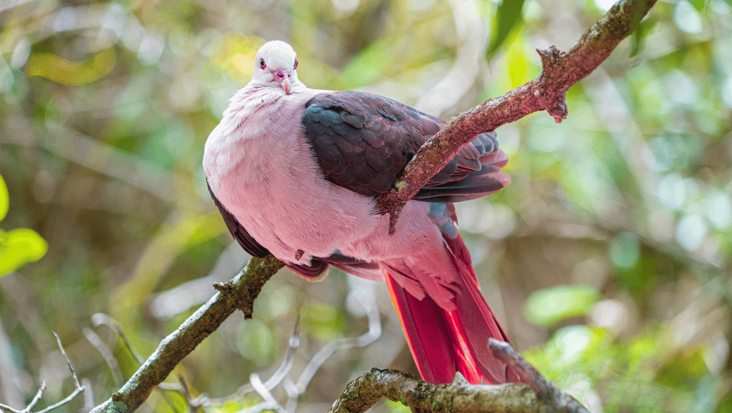 Pink Pigeon in Habitat