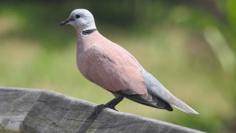 Red Turtle Dove