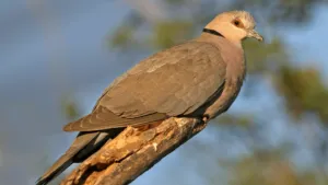 Red-eyed Dove