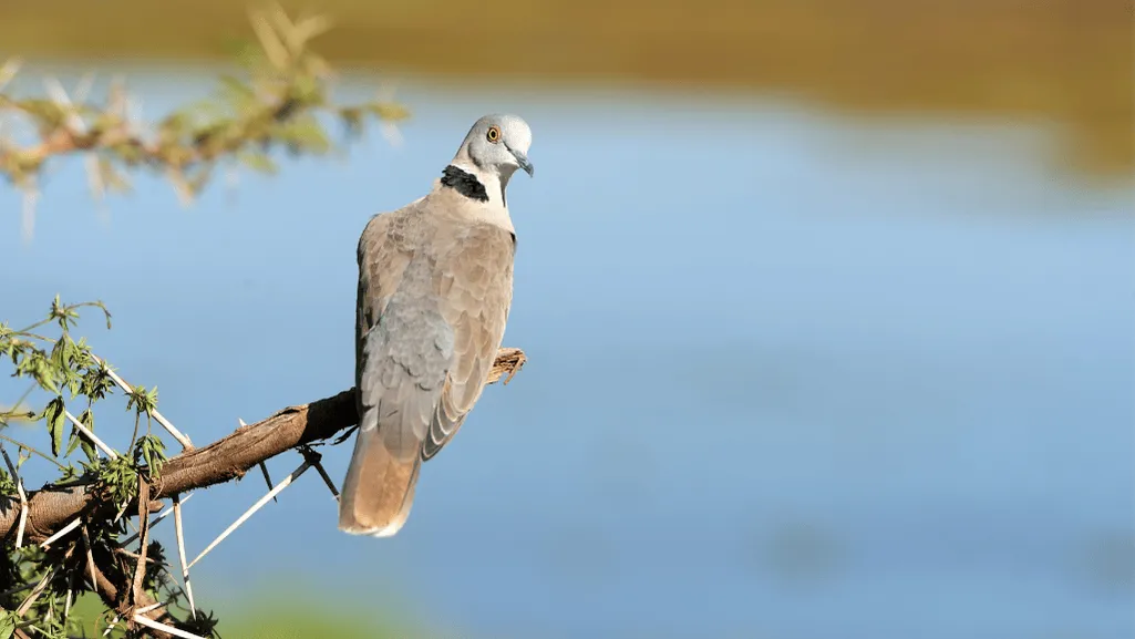 Ring-necked Dove Care