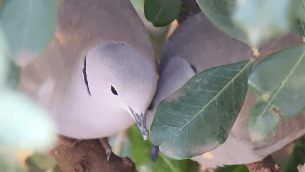 Ring-necked Dove Gentle Behavior