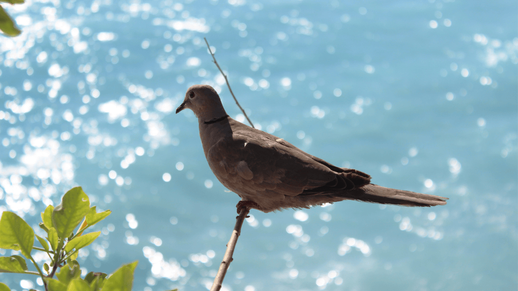 Ring-necked Dove appearance