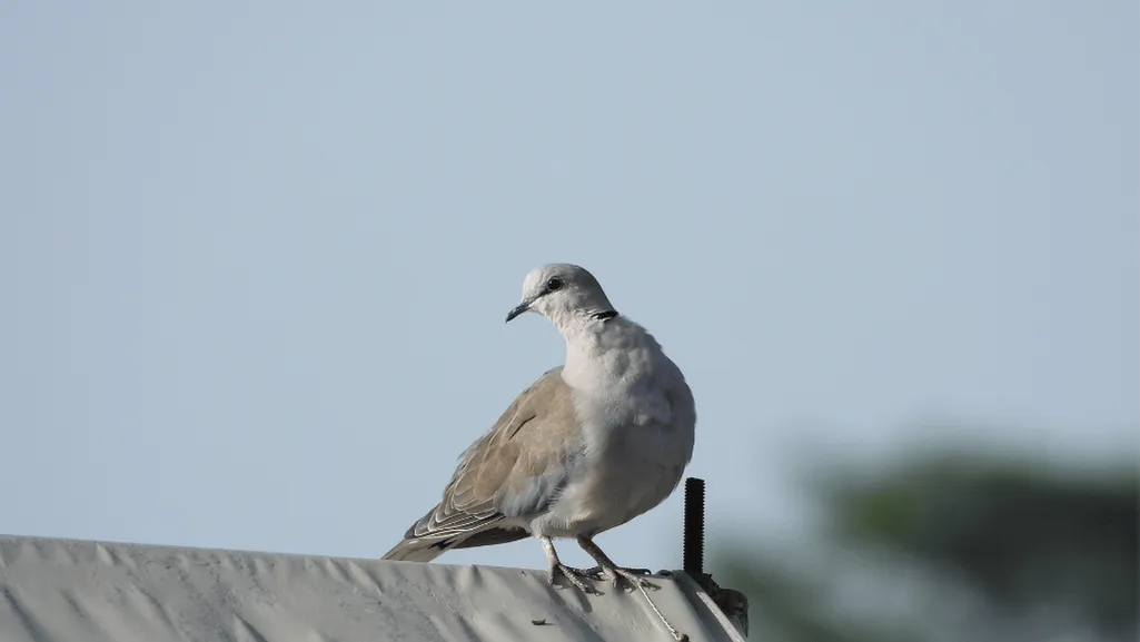 Ring-necked Dove habitat