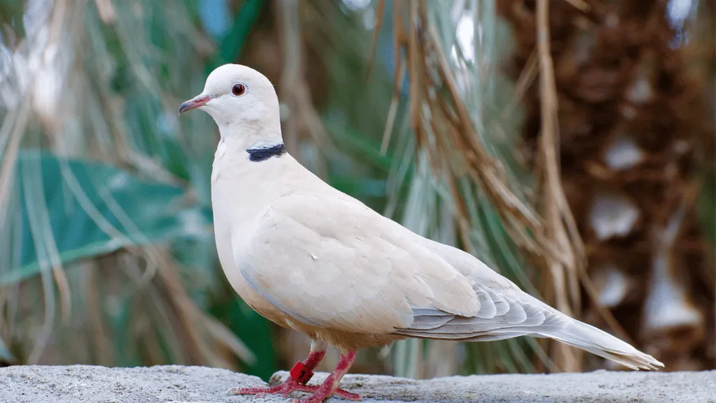 Ring-necked Dove