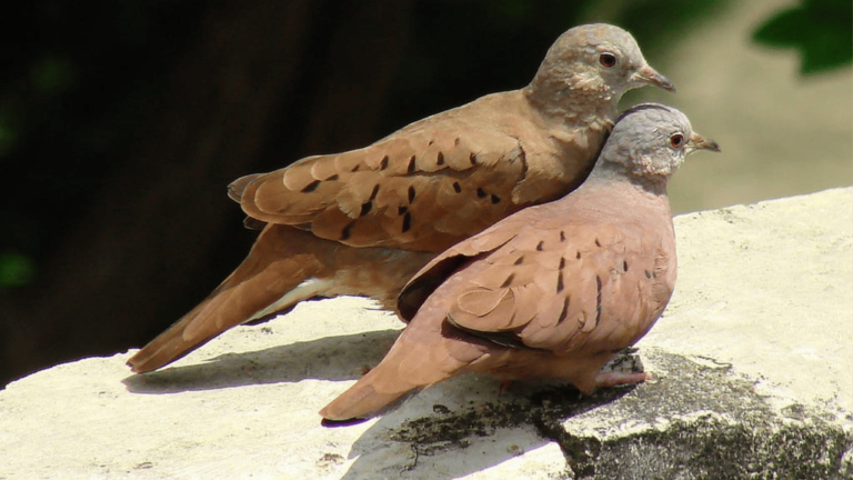 Ruddy Ground Dove