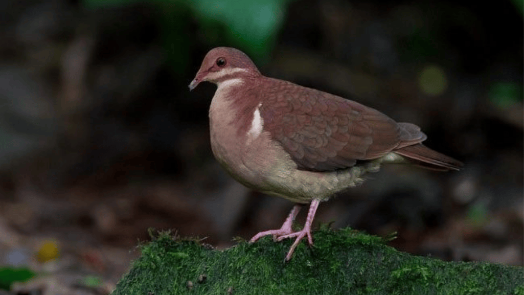 Ruddy Quail Dove Conservation