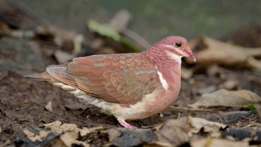 Ruddy Quail-Dove in Natural Habitat