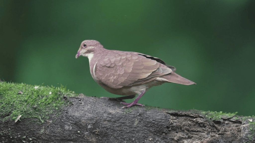 Ruddy Quail Dove in Natural Habitat