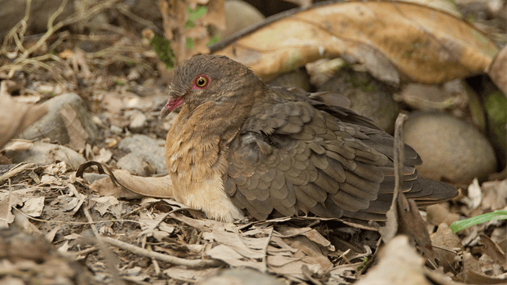 Ruddy Quail-Dove in its natural habitat