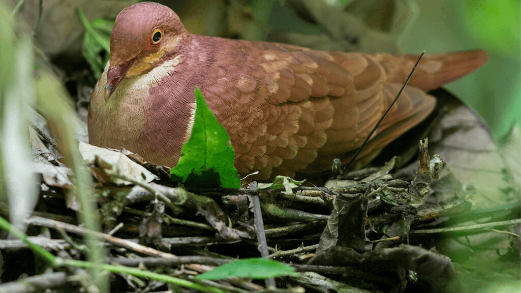 Ruddy Quail-Dove