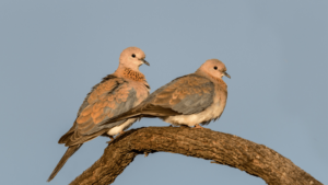 Senegal Dove