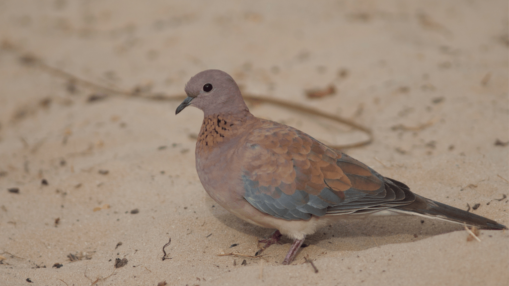 Senegal Dove conservation efforts