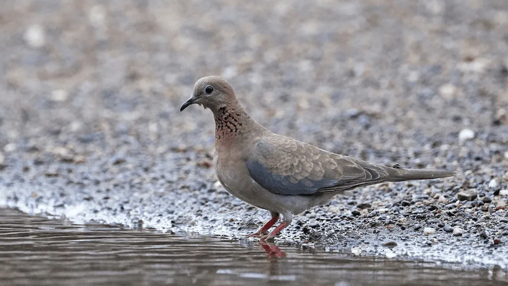Senegal Dove eating seeds