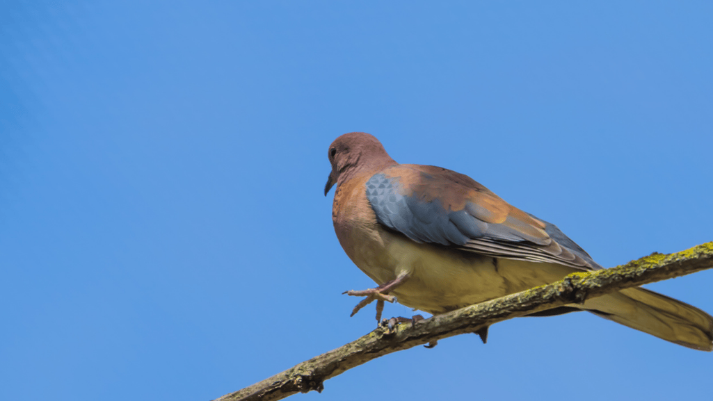 Senegal Dove migration