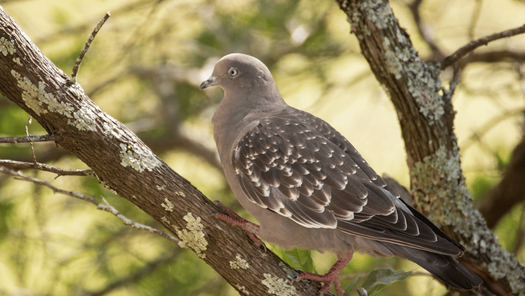 Spot-Winged Pigeon in its Natural Habitat