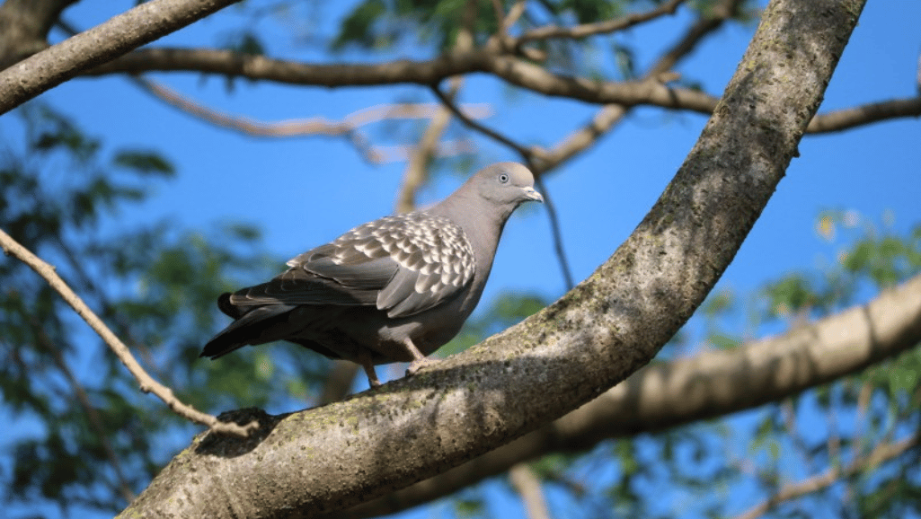 Spot-winged Pigeon behavior