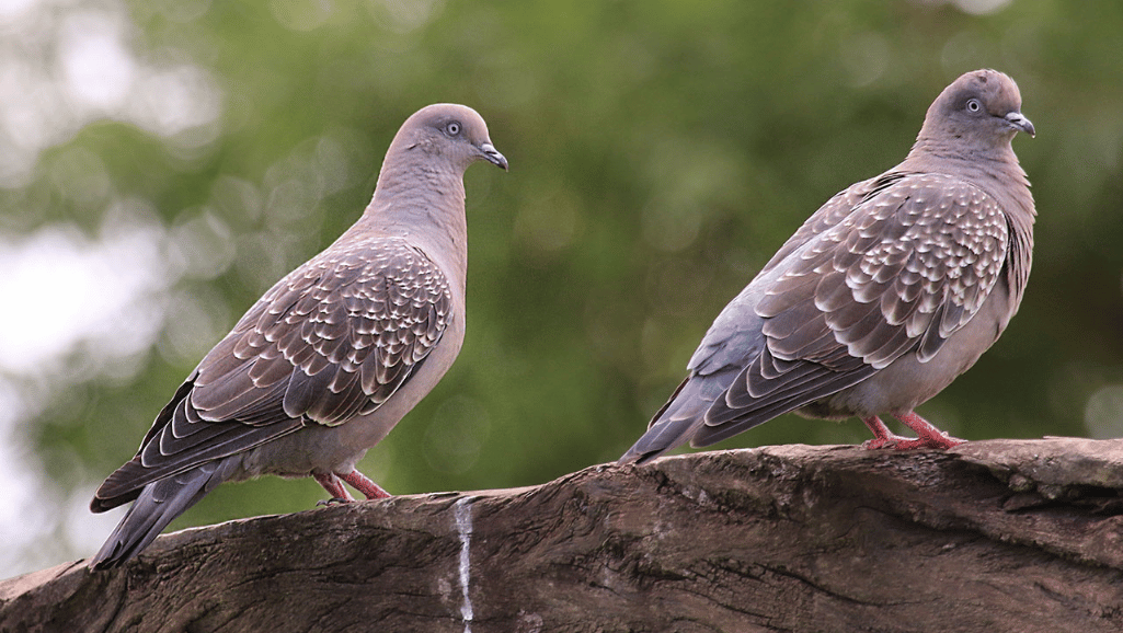 Spot-winged Pigeon spotting techniques