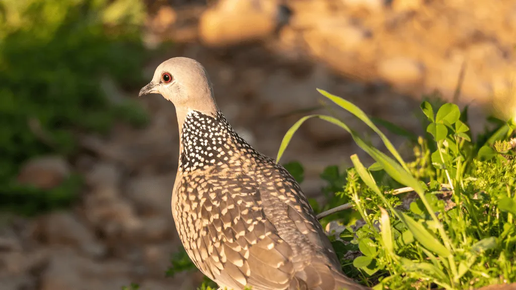 Spotted Dove foraging behavior