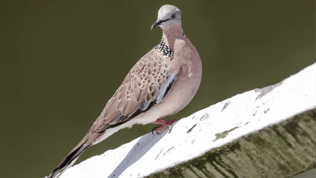 Spotted Dove in natural habitat