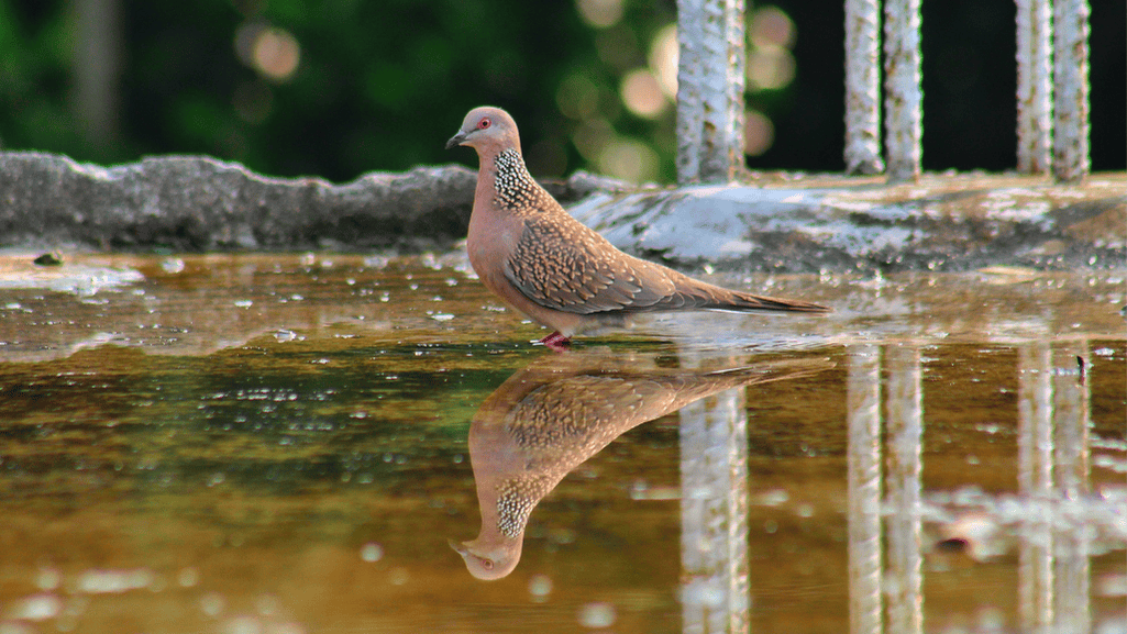 Spotted Dove migration patterns