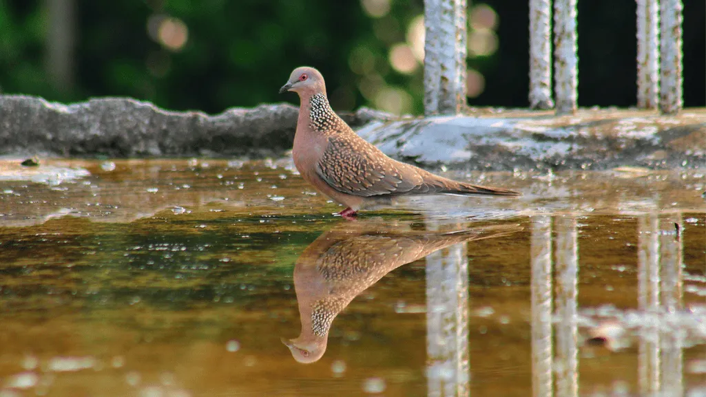 Spotted Dove migration patterns