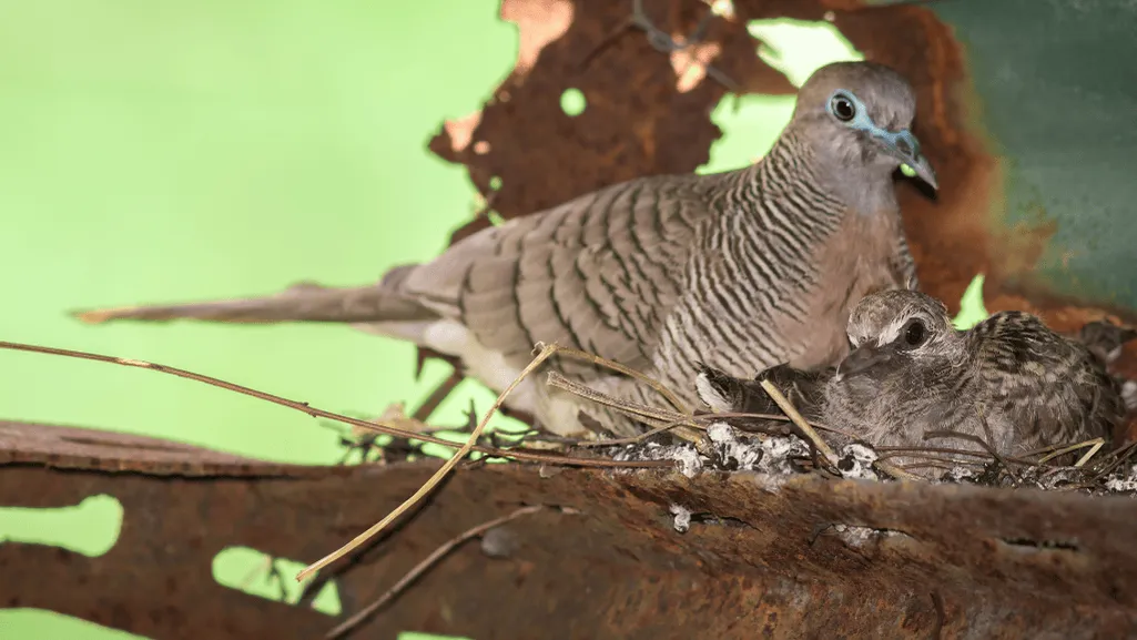 Spotted Dove nesting behavior