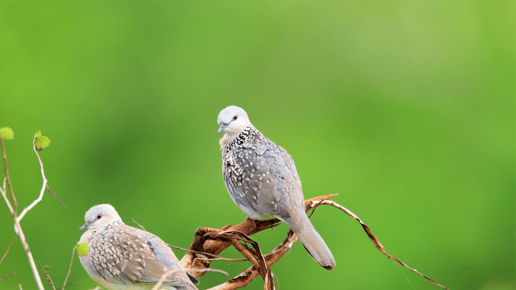 Spotted Dove