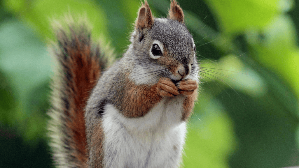 Squirrel eating berries in an urban environment
