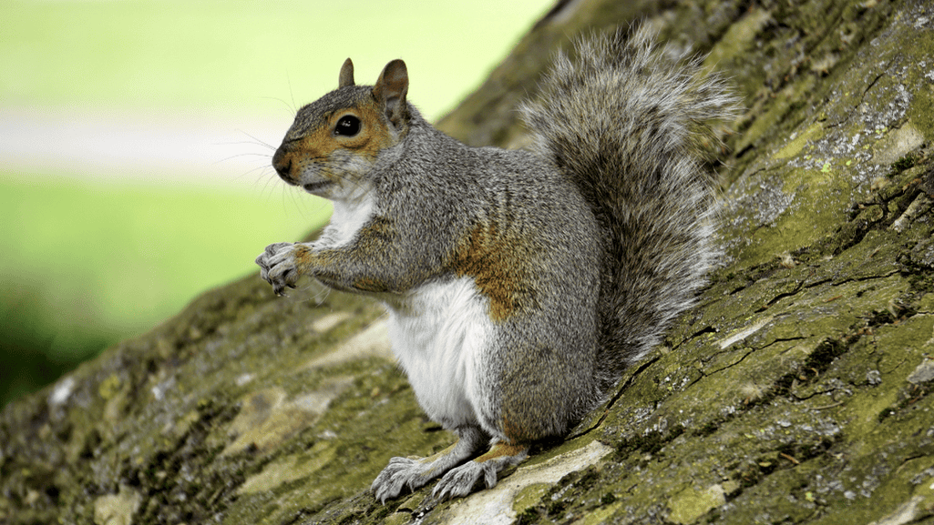 Squirrel eating insects