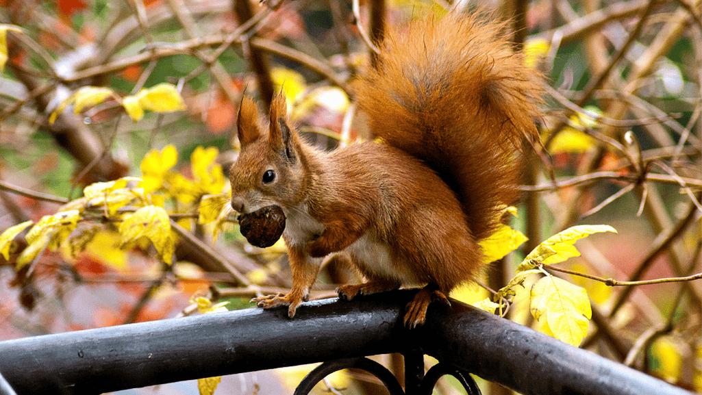 Squirrel feeding on acorns